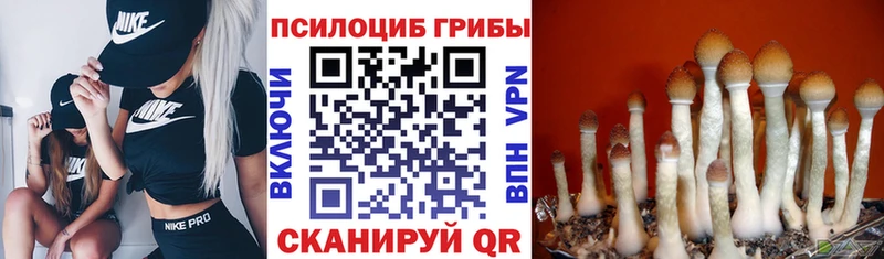 Псилоцибиновые грибы GOLDEN TEACHER Вольск